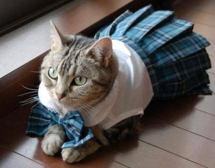 Viste al gato