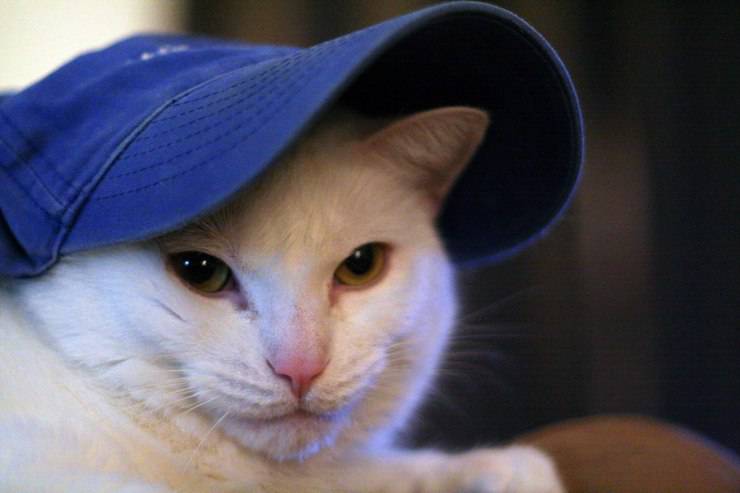 Viste al gato