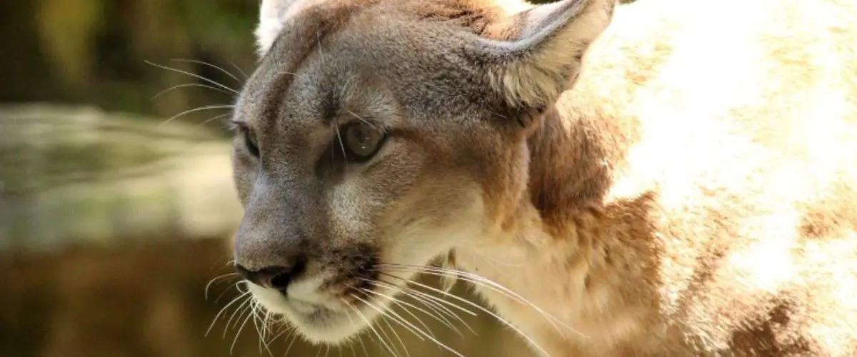 El puma que come, donde vive, características y curiosidades 🥇 Vida con Mascotas 🥇