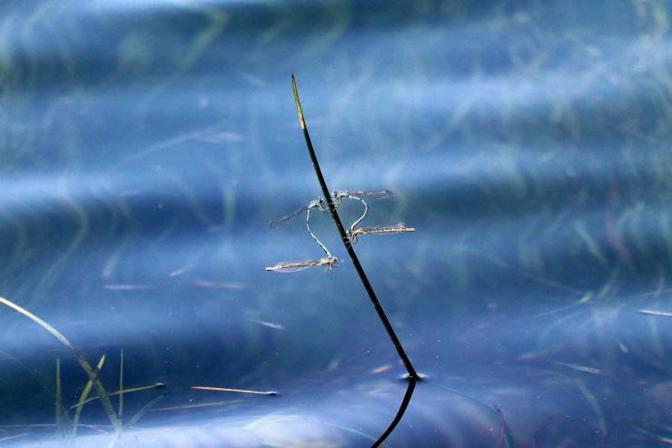 Insectos del lago