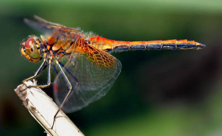 Quiénes son las Efemérides: Anisoptera