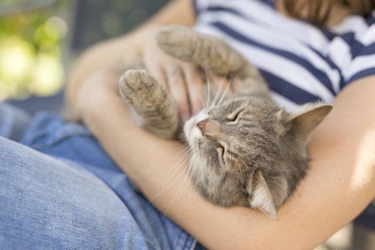 El gato quiere contacto
