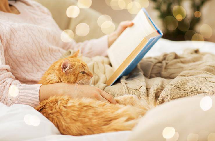 los gatos son excelentes mascotas