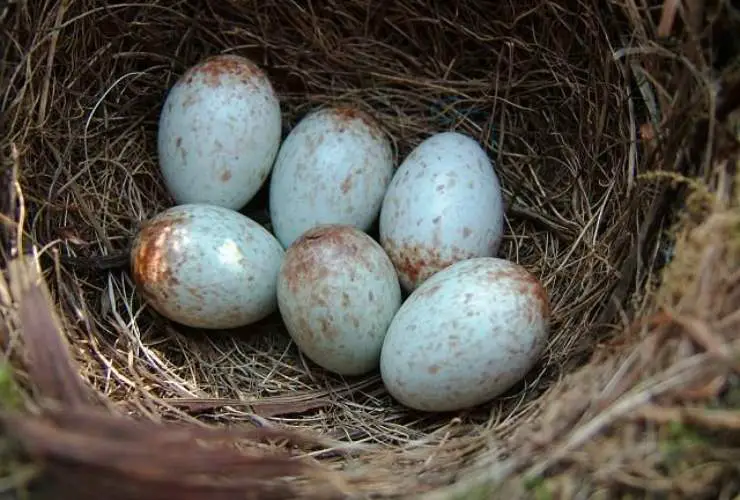 Huevos de petirrojo europeo