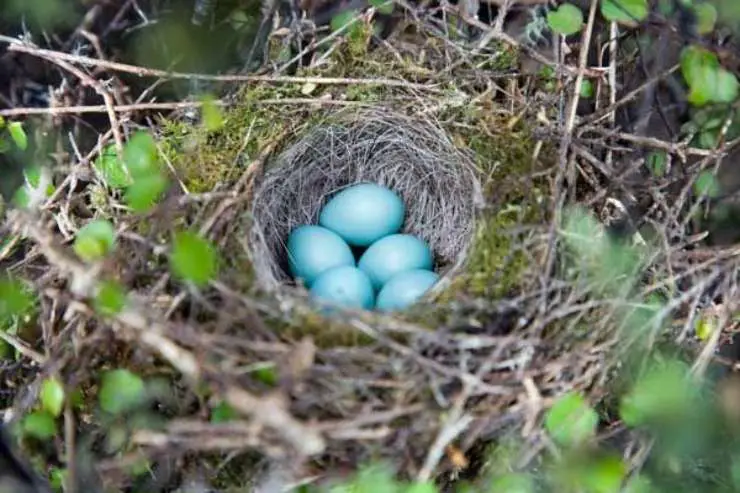 Huevos de platija