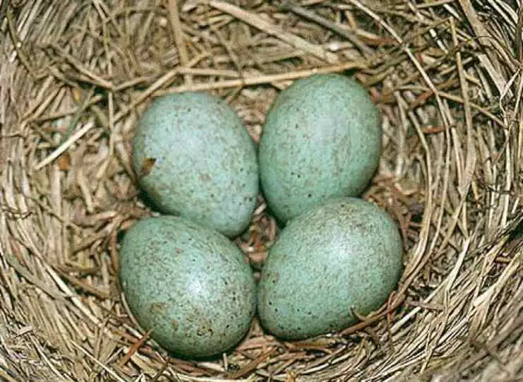 Huevos de mirlo