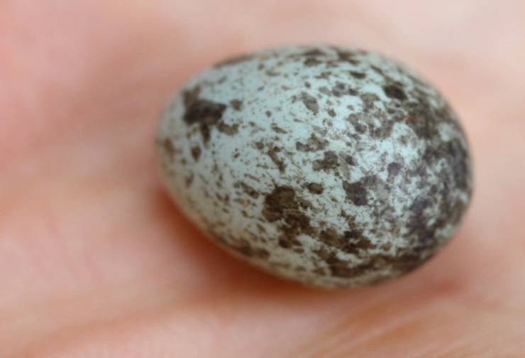 Huevos de gorrión