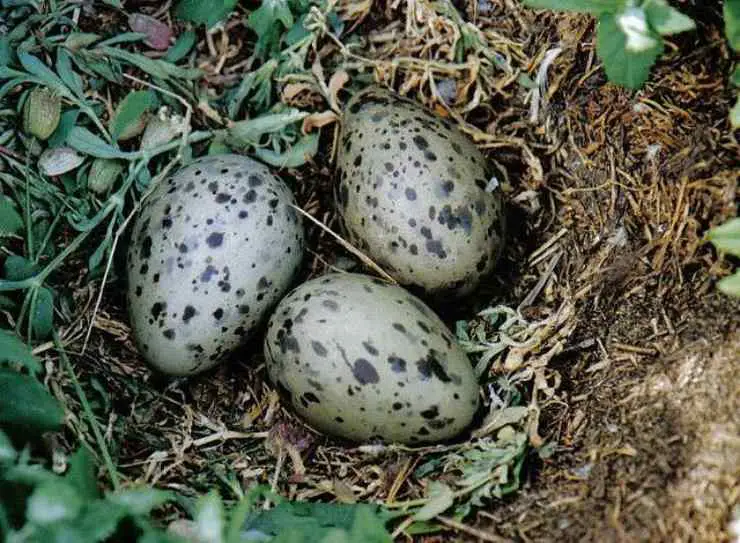 Huevos de gaviota argéntea