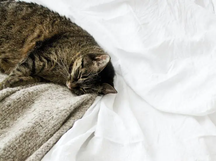 Tira al gato de la cama