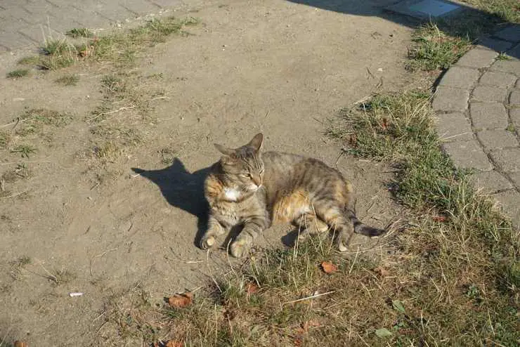 ¿Por qué a los gatos les gusta estar al sol?