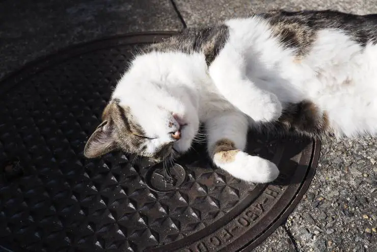 ¿Por qué a los gatos les gusta estar al sol?
