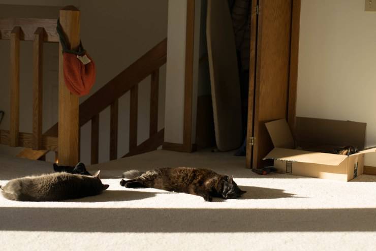 ¿Por qué a los gatos les gusta estar al sol?