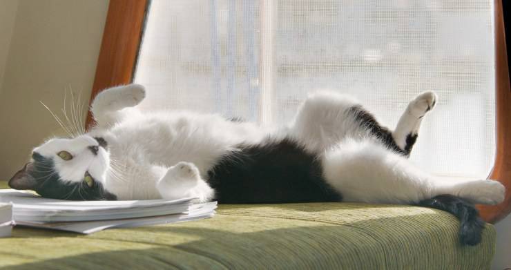¿Por qué a los gatos les gusta estar al sol?