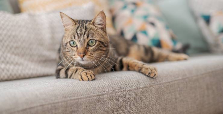 Cómo hacer que el gato de interior viva feliz