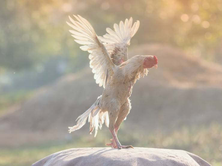 La gallina vuela o no: como responder a esta pregunta - Vida con Mascotas  ▷➡️