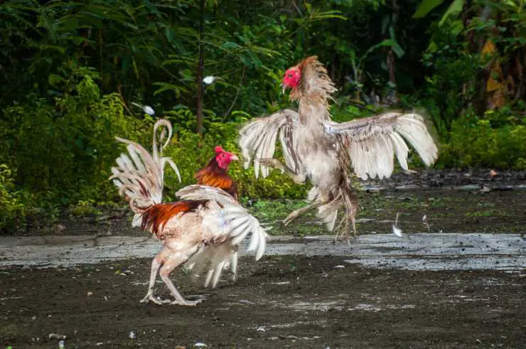 La gallina vuela o no