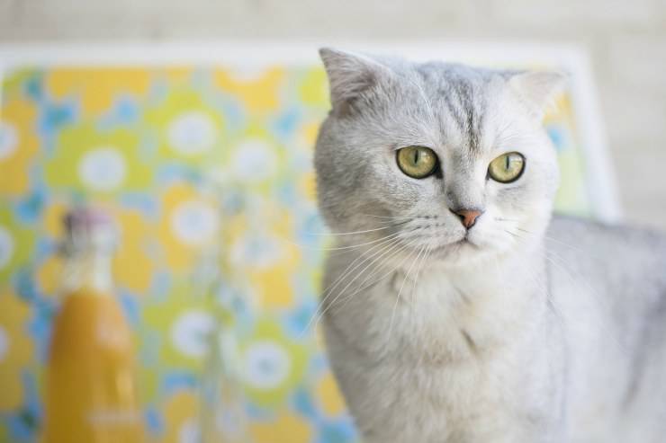 El gato quiere contacto