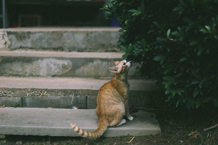 El gato lo huele todo