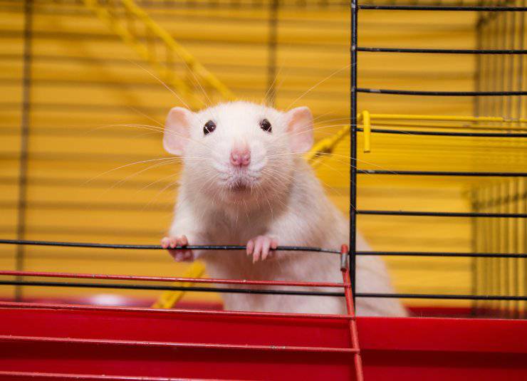 Curiosidades sobre el ratón que todo propietario (o futuro propietario) debe conocer