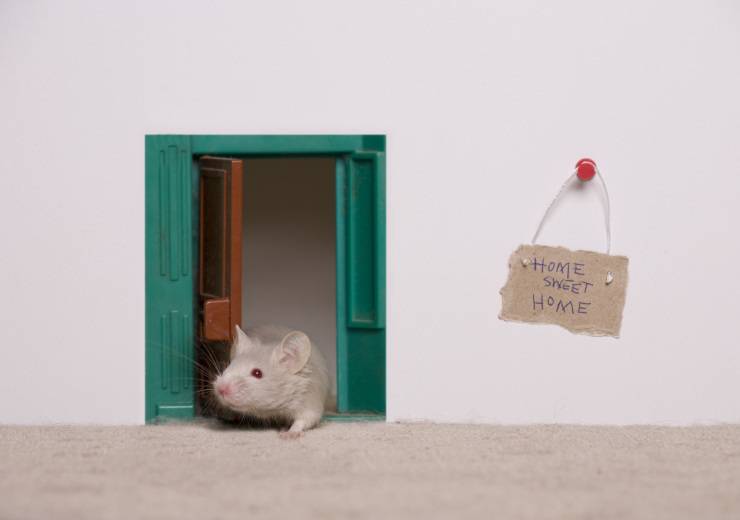 Jugar con el ratón doméstico: cómo entrenarlo
