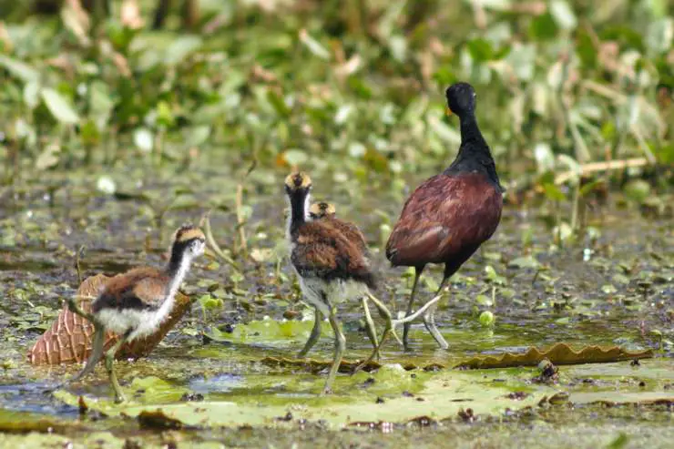 grupo de jacana crestada