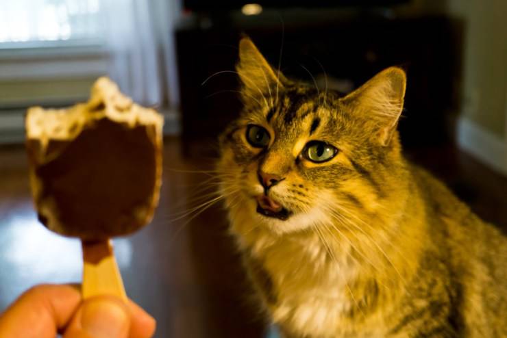 helado para gatos