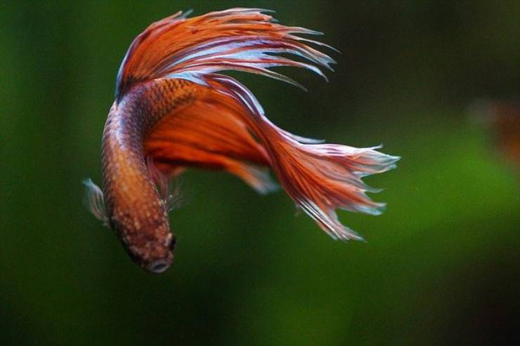 6 hechos sobre el pez betta