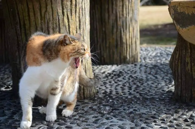 gato callejero