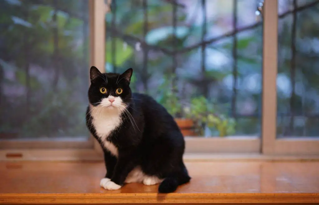 El gato bicolor o el esmoquin: una coloración de gato realmente