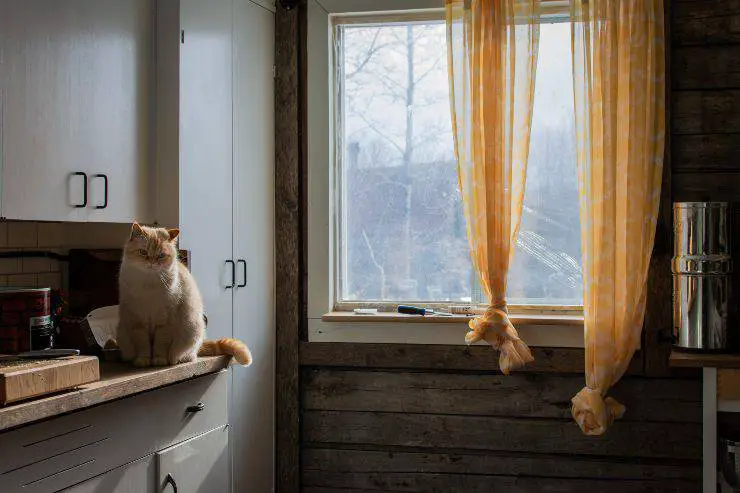 gatos en la ventana