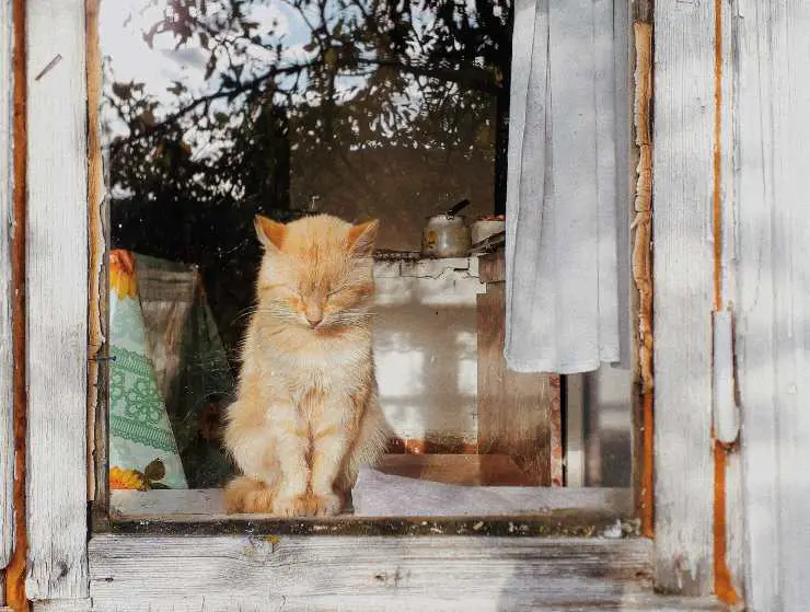 puerta ventana gato