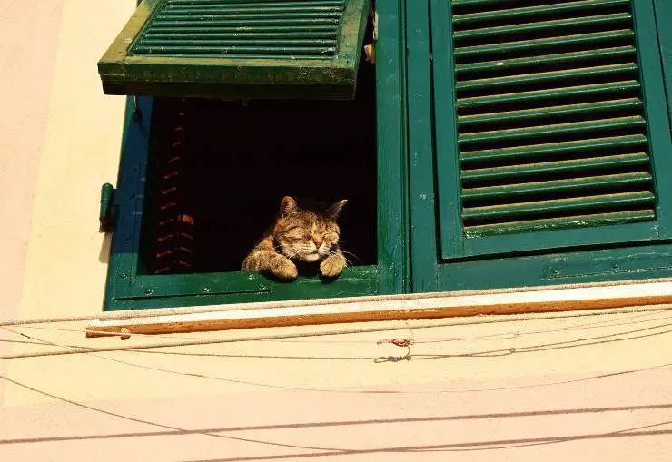 gato mira
