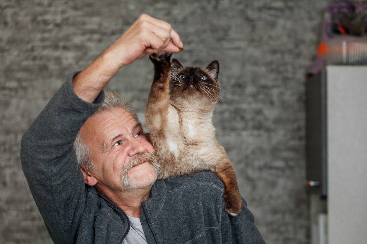 Conviértete en el mejor amigo del gato