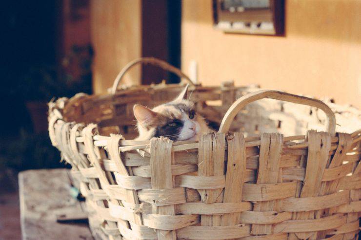 Al gato le encantan los espacios pequeños
