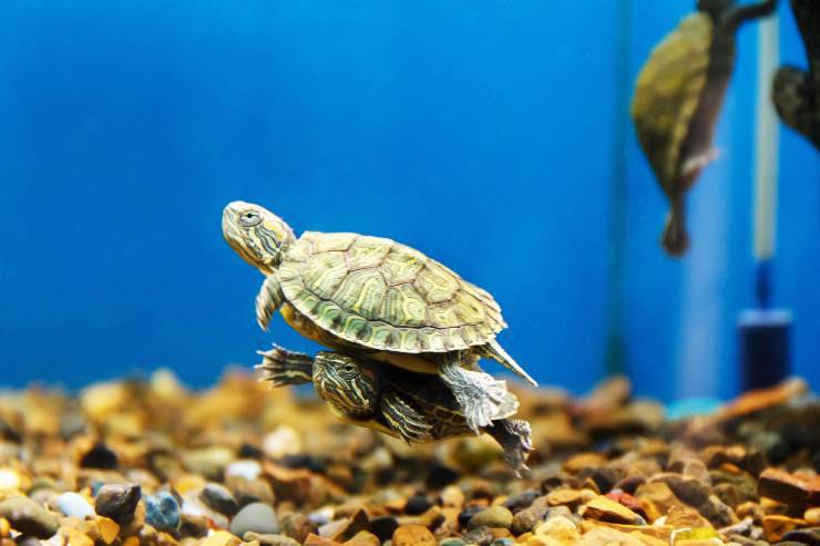 la tortuga respira con su trasero