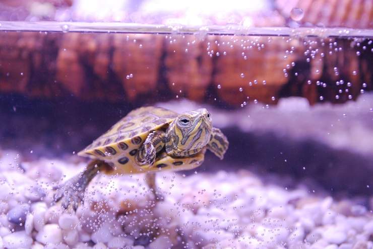 Cuidando a la tortuga doméstica