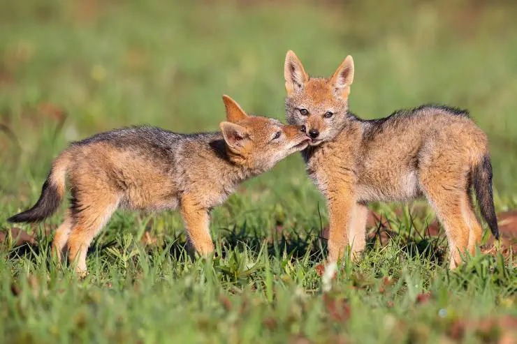 cachorros de chacal