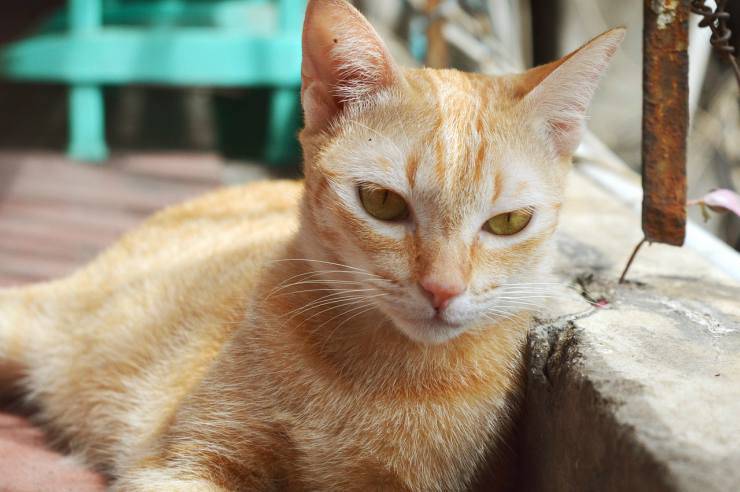 Gato