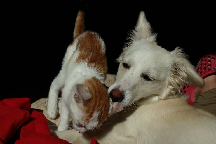 Los gatos viven más que los perros