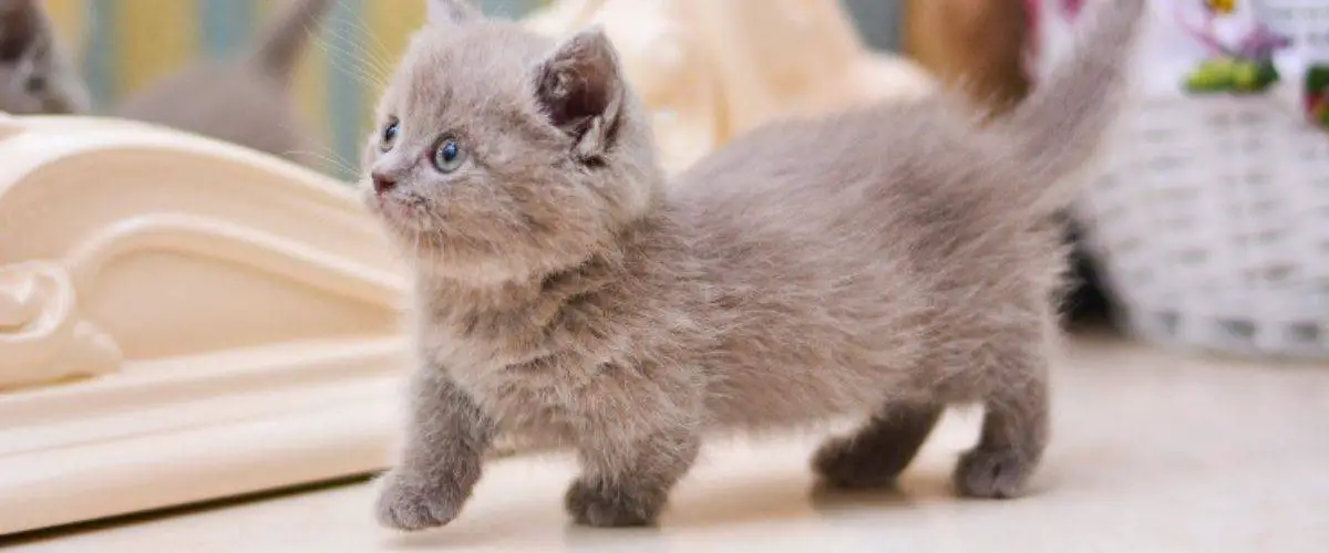 El Gato Munchkin El Felino De Patas Cortas Caracter Sticas Y Curiosidades Vida Con Mascotas