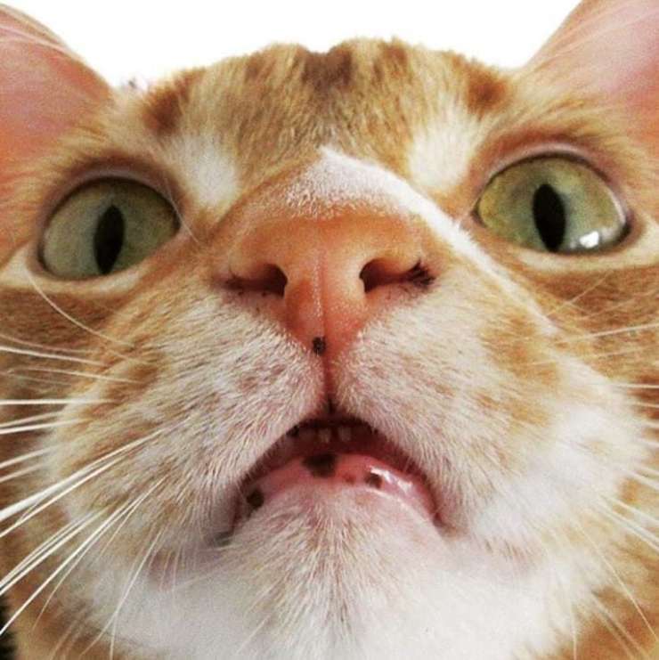 manchas en la nariz gato