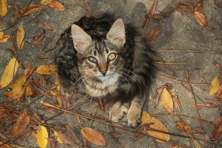 Enfermedad de Cushing en gatos