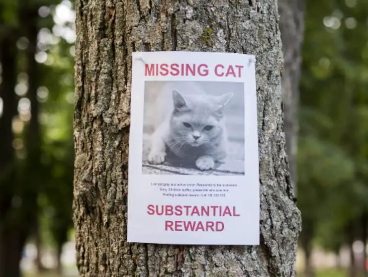folleto de gato
