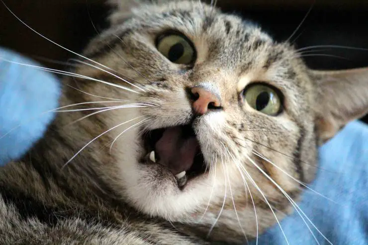 Gato