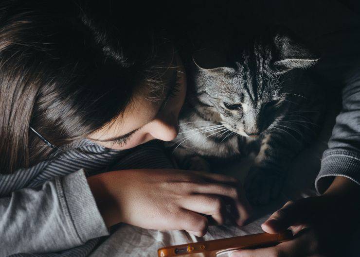Mantenga al gato ocupado