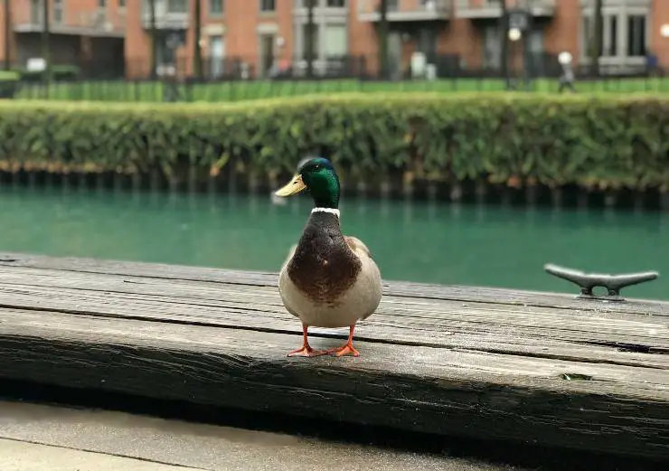 Curiosidades Sobre Las Aves Datos Realmente Interesantes Por Descubrir Sobre Las Aves Vida