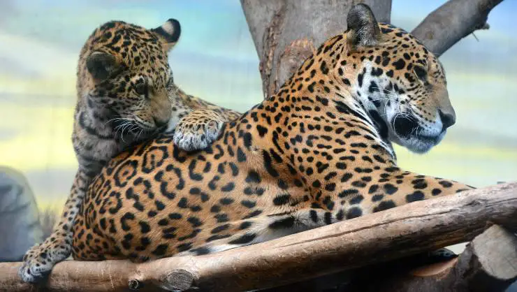 jaguar