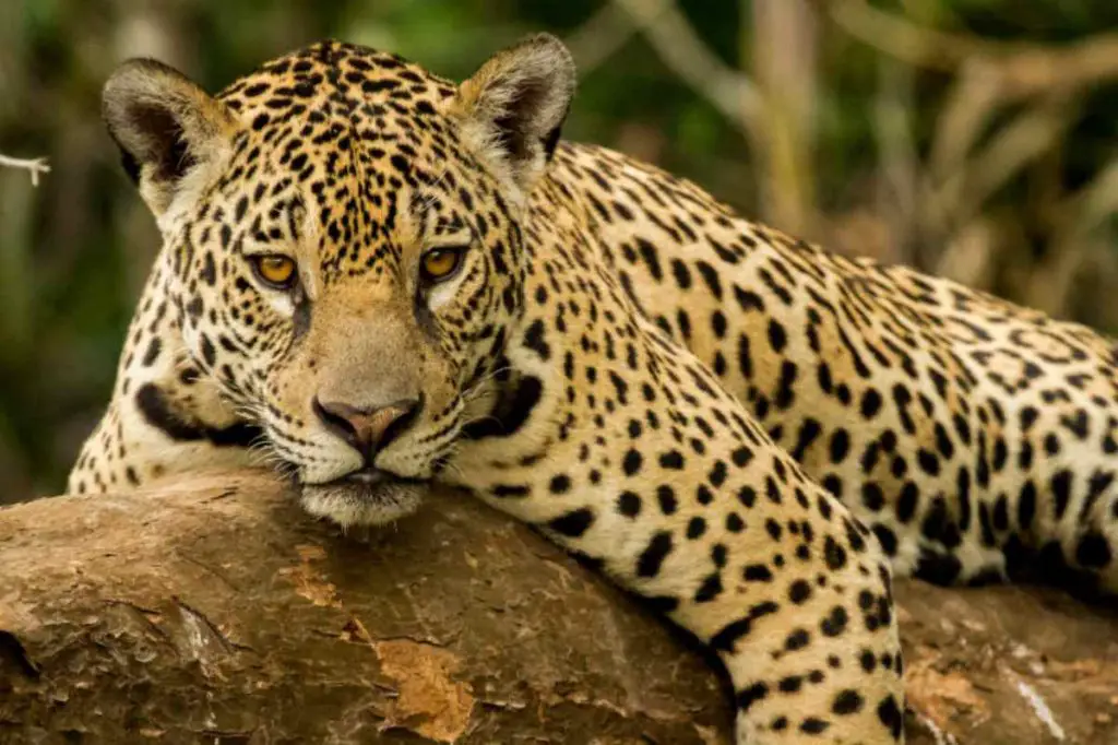 Jaguar: que come, donde vive, características y curiosidades - Vida con