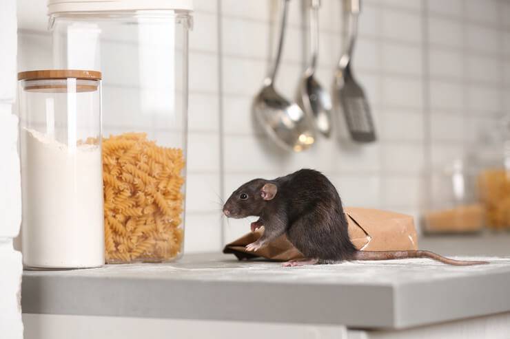 el ratoncito puede comer comida para gatos