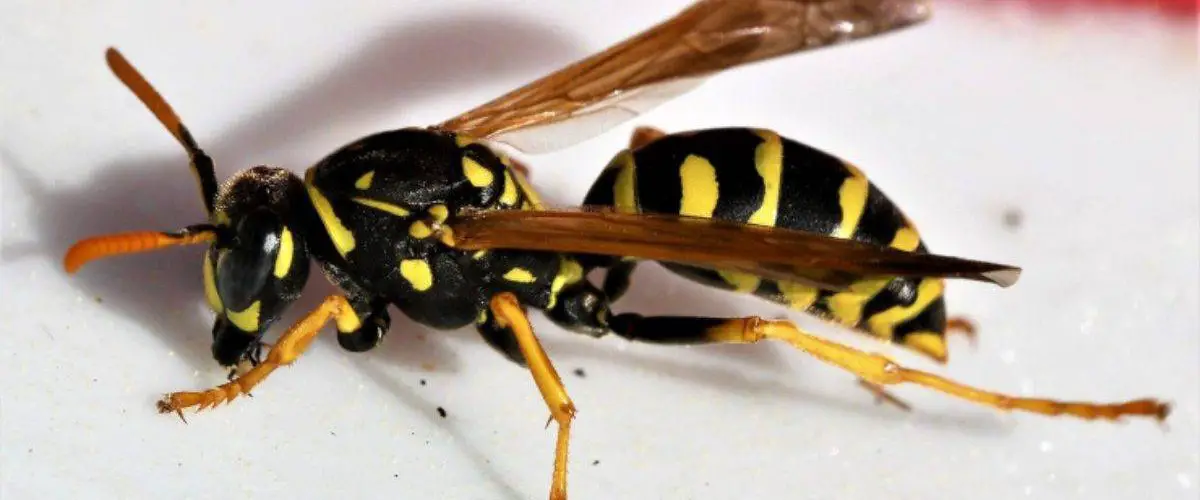 ¿Qué come la avispa? Insecto temible y a la vez elegante 🥇 Vida con